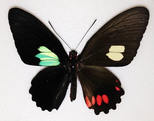 Parides sesostris (gynandromorph, alex bic) (Internet Image property of respective owner, non-commercial use only)